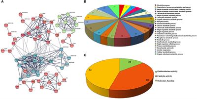 Deciphering the Antibacterial Mode of Action of Alpha-Mangostin on Staphylococcus epidermidis RP62A Through an Integrated Transcriptomic and Proteomic Approach